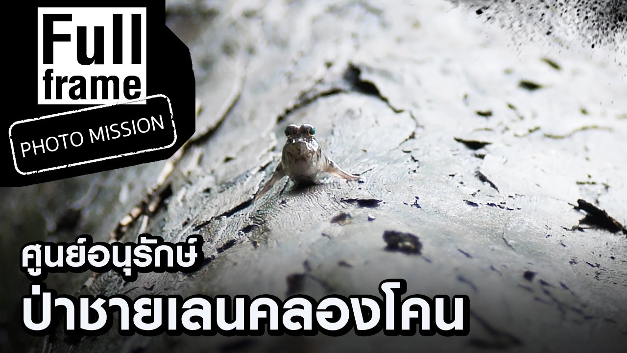 ศูนย์อนุรักษ์ป่าชายเลนคลองโคน