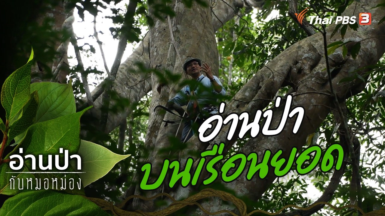 อ่านป่าบนเรือนยอด