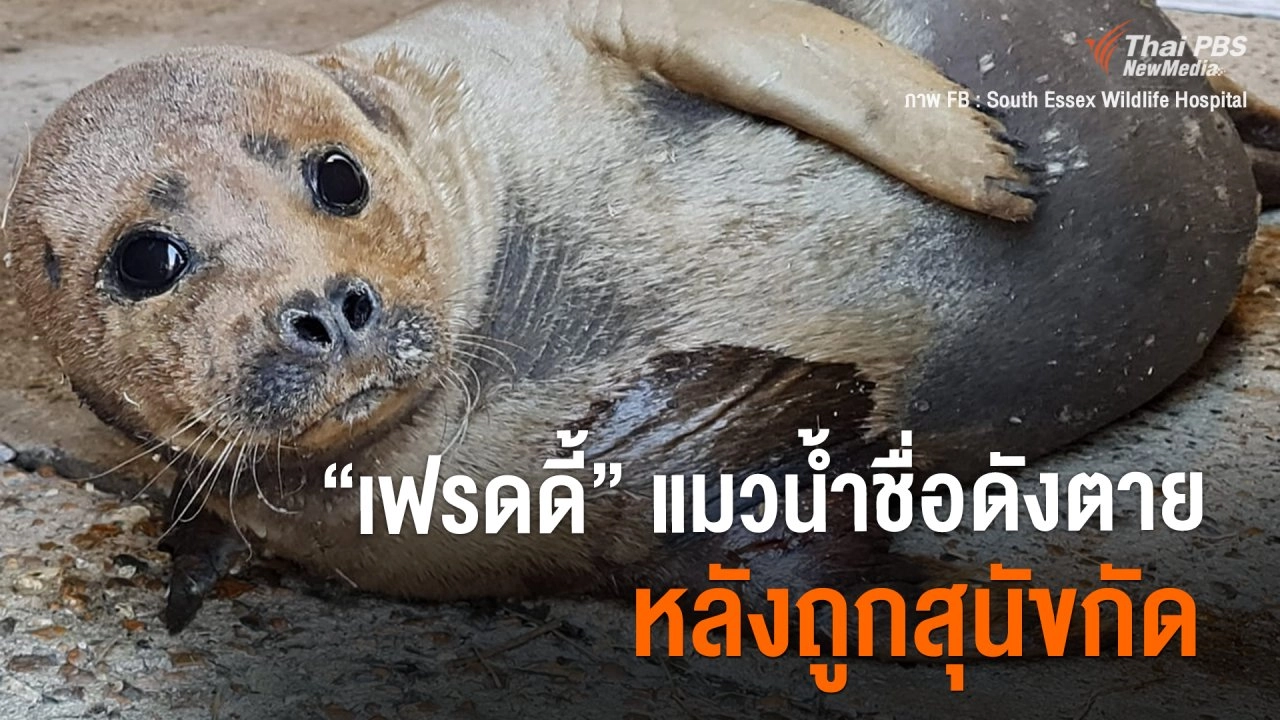 “เฟรดดี้” แมวน้ำชื่อดัง ตายหลังถูกสุนัขที่กัด