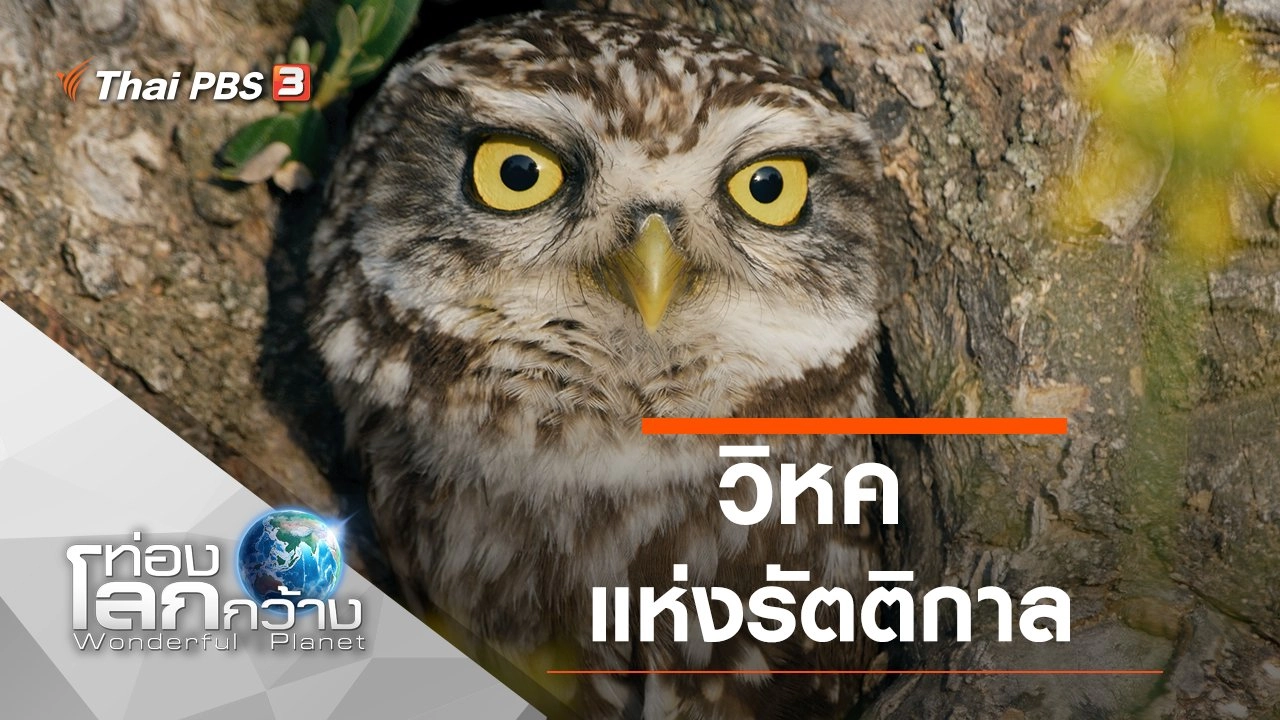 วิหคแห่งรัตติกาล