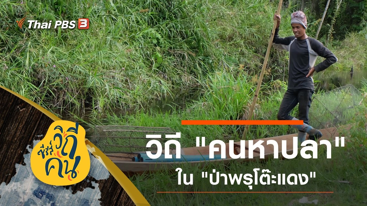 วิถี "คนหาปลา" ใน "ป่าพรุโต๊ะแดง"