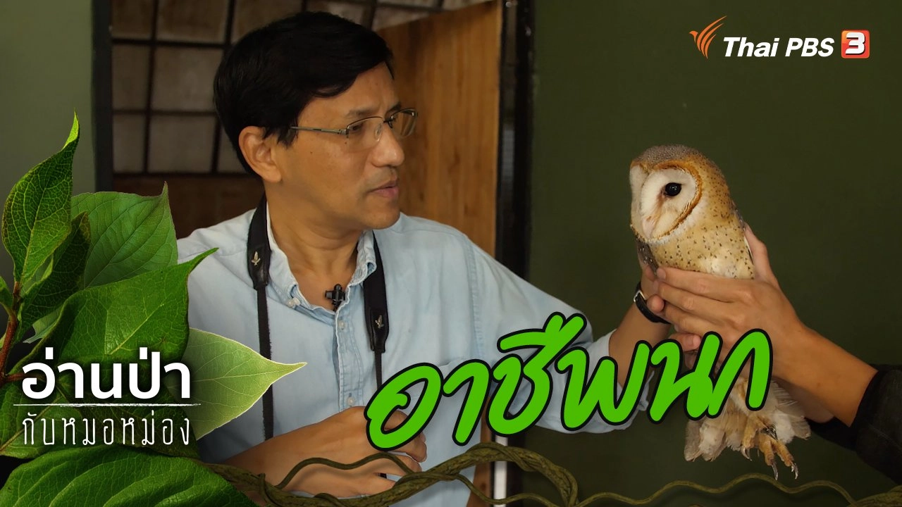 อาชีพนก