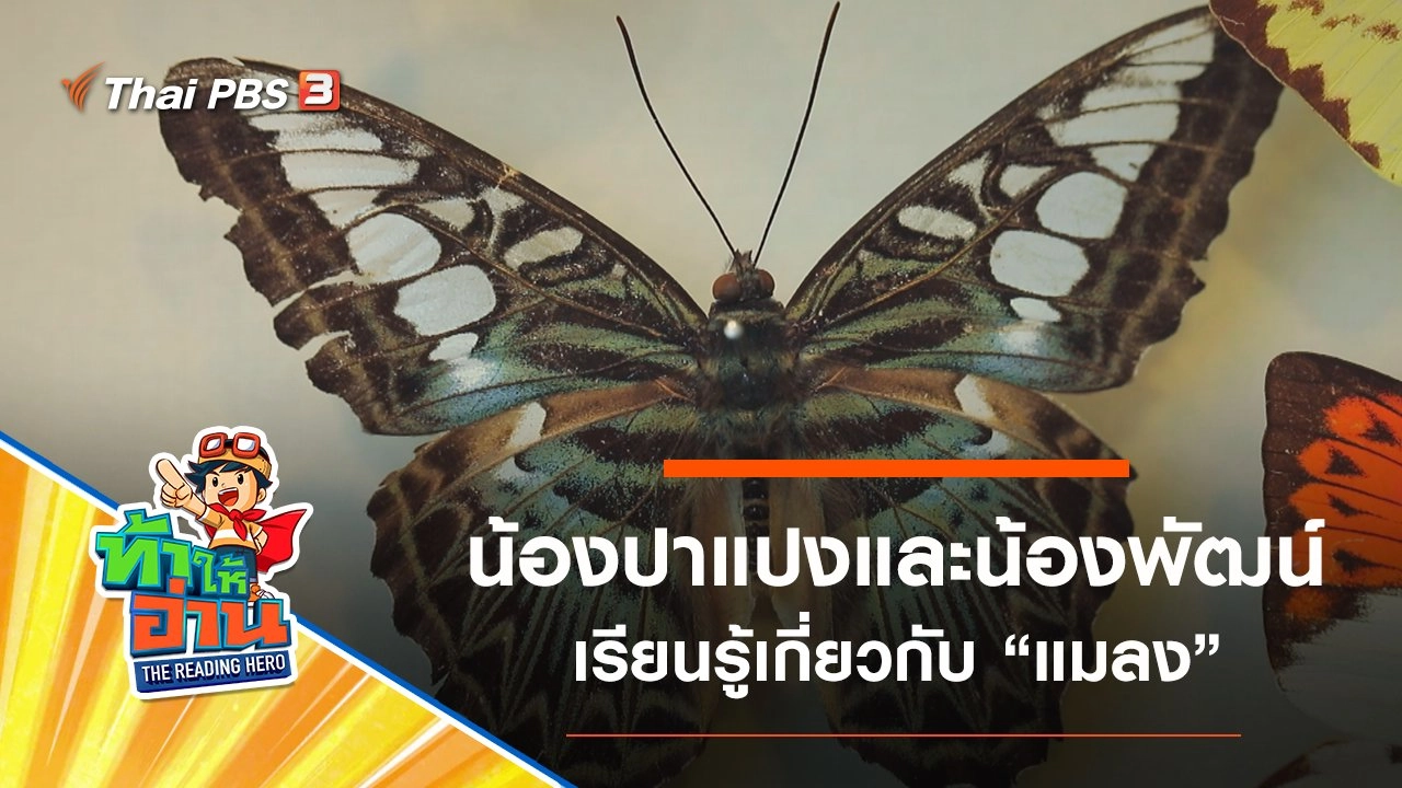 แมลง : น้องปาแปงและน้องพัฒน์