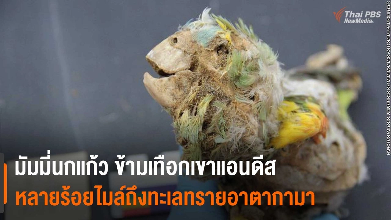 ​มัมมี่นกแก้ว หลายร้อยไมล์สู่ทะเลทรายอาตากามา