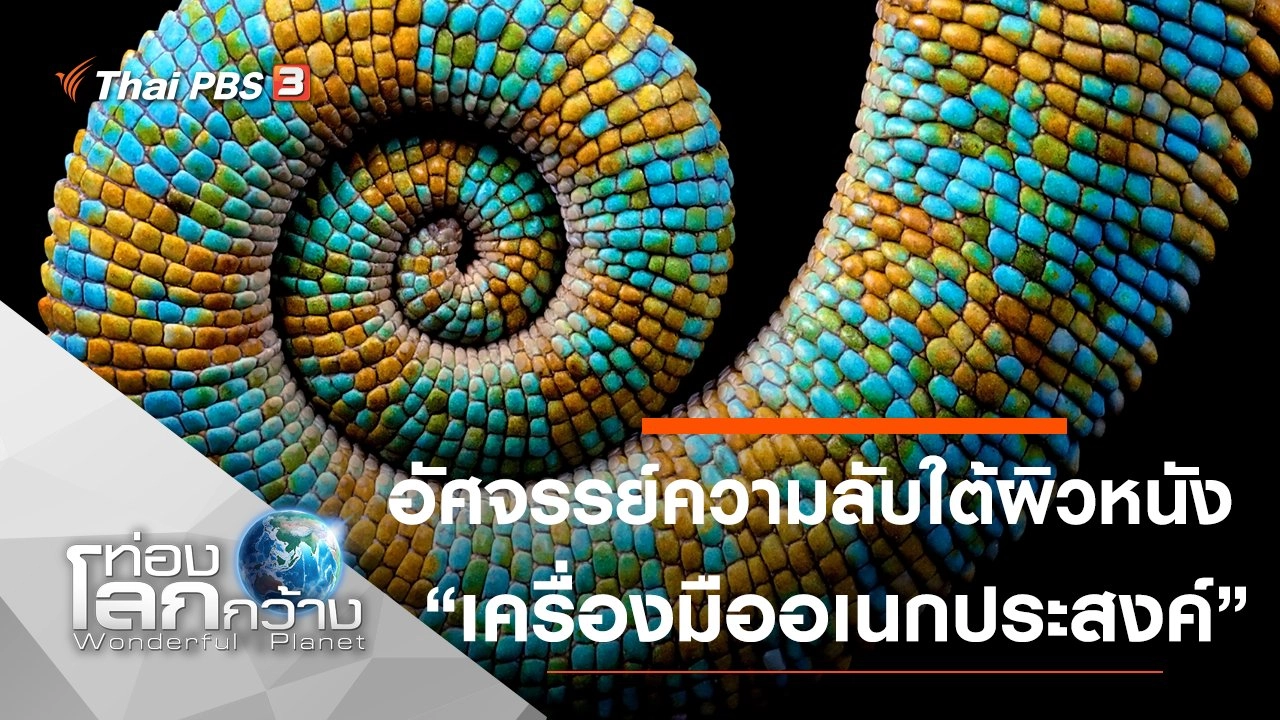 อัศจรรย์ความลับใต้ผิวหนัง ตอน เครื่องมืออเนกประสงค์