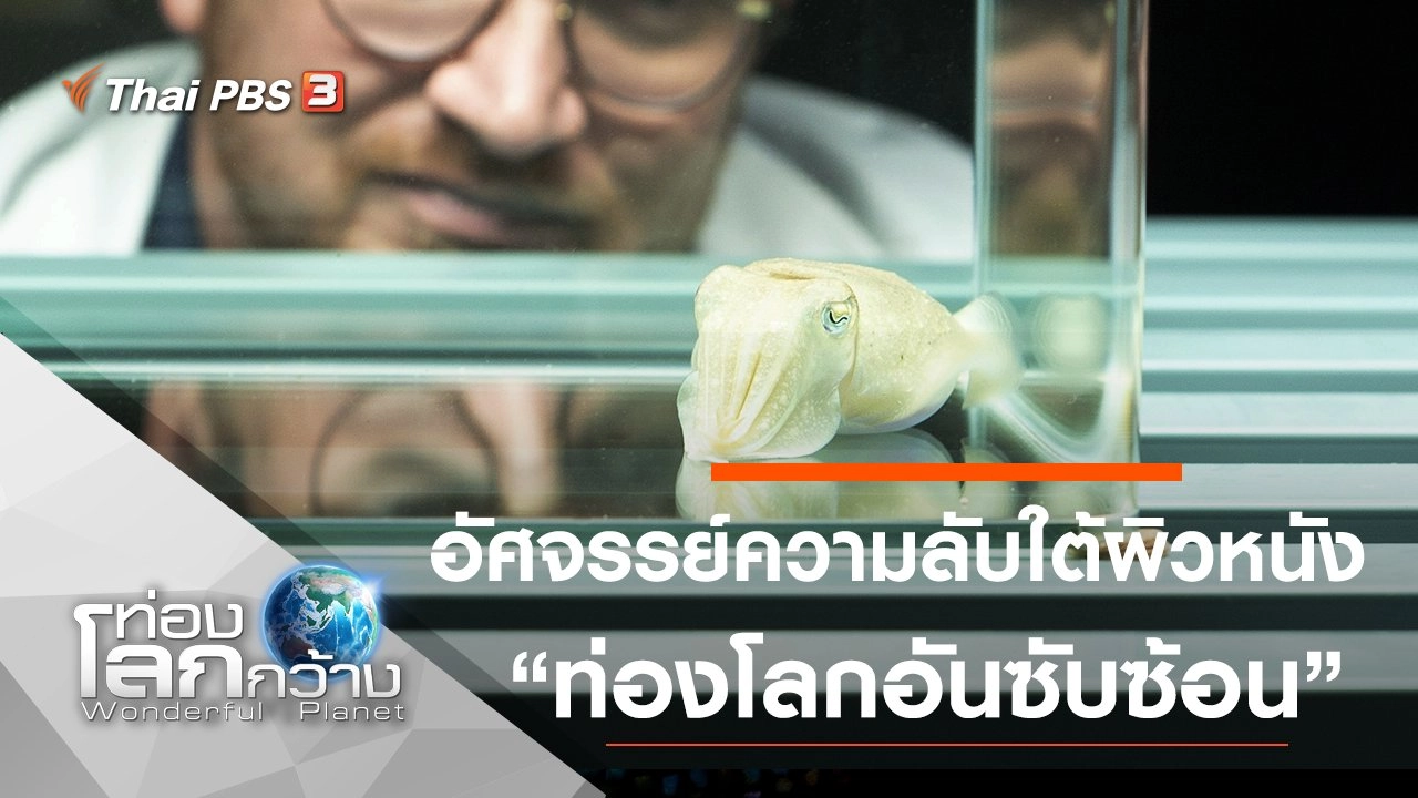 อัศจรรย์ความลับใต้ผิวหนัง ตอน ท่องโลกอันซับซ้อน