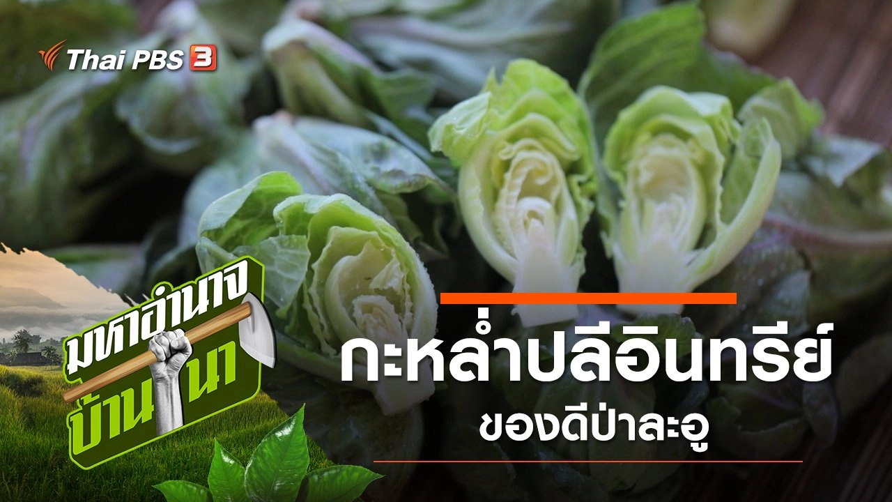 กะหล่ำปลีอินทรีย์ ของดีป่าละอู