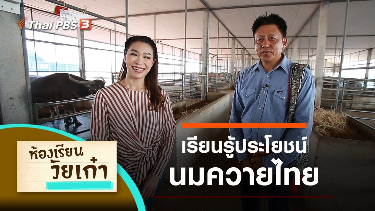 เรียนรู้ประโยชน์ของนมควายไทย