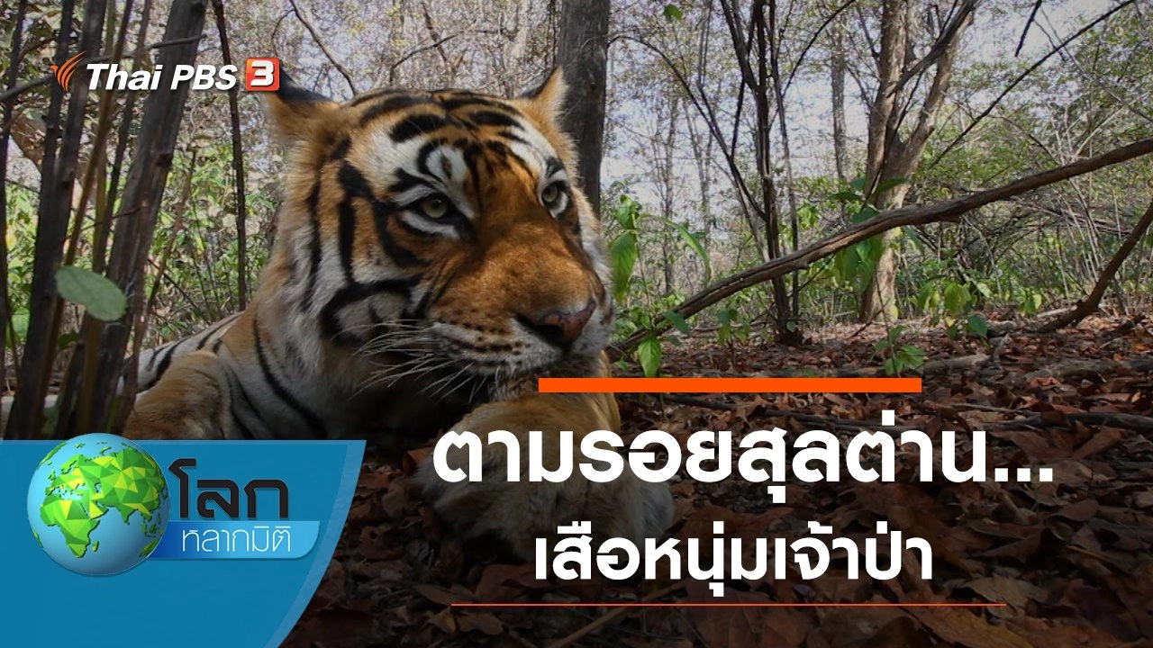 ตามรอยสุลต่าน...เสือหนุ่มเจ้าป่า