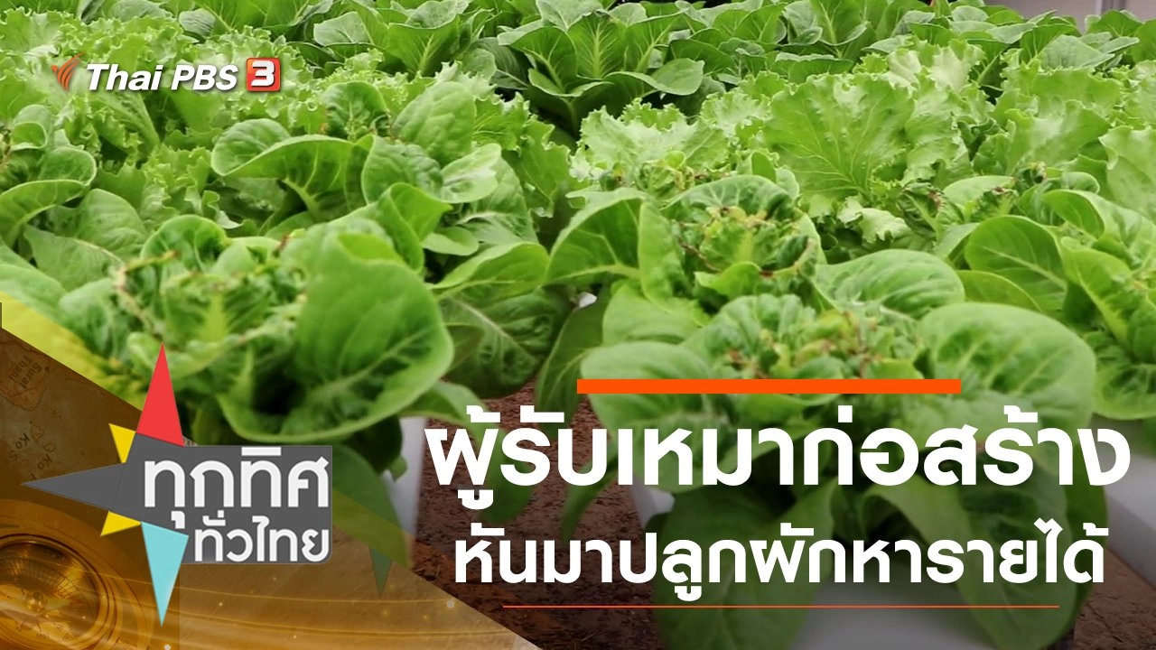 ผู้รับเหมาก่อสร้างหันมาปลูกผักหารายได้