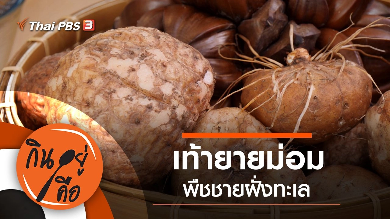 เท้ายายม่อม พืชชายฝั่งทะเล