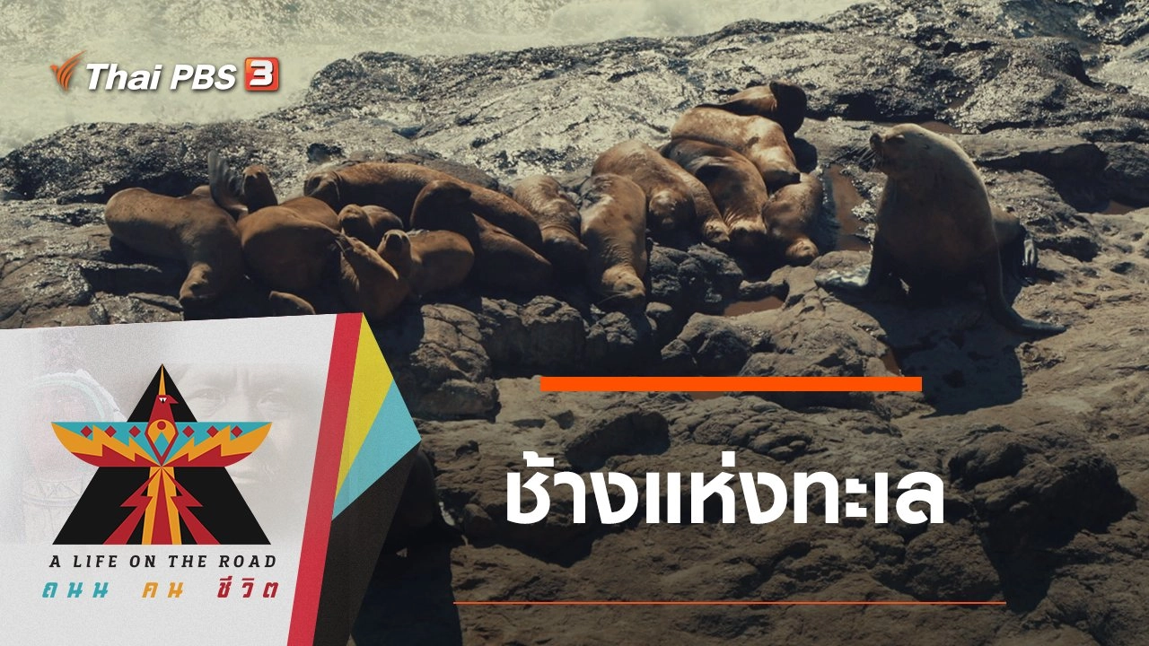 ช้างแห่งทะเล