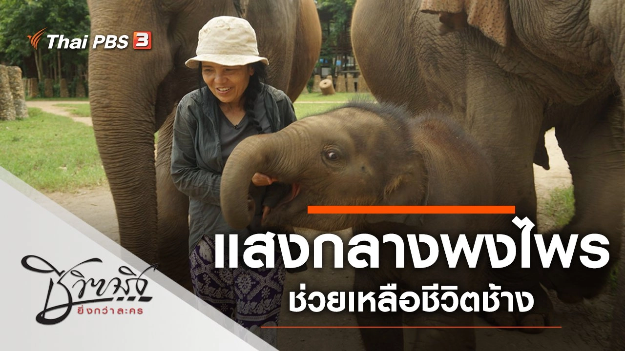 แสงกลางพงไพร