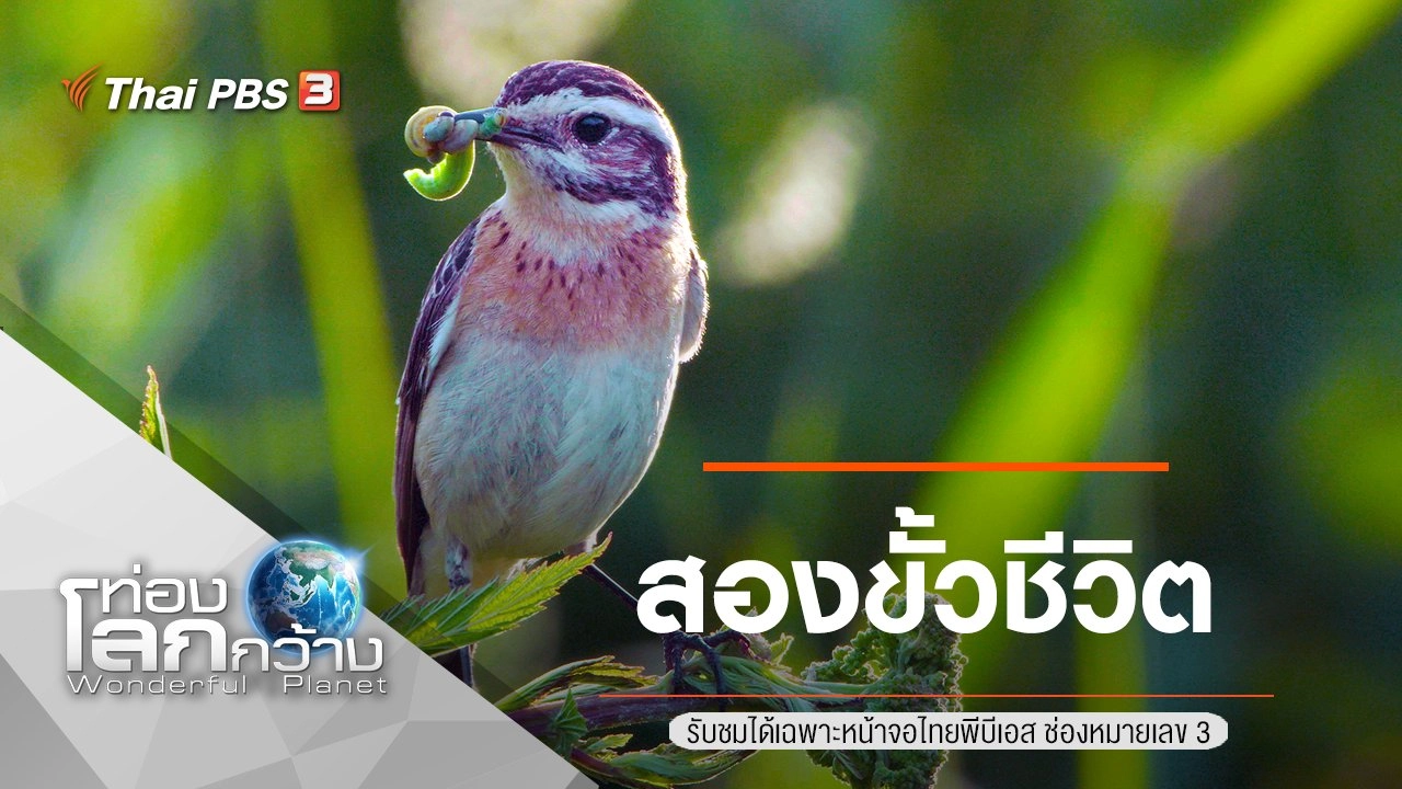 สองขั้วชีวิต