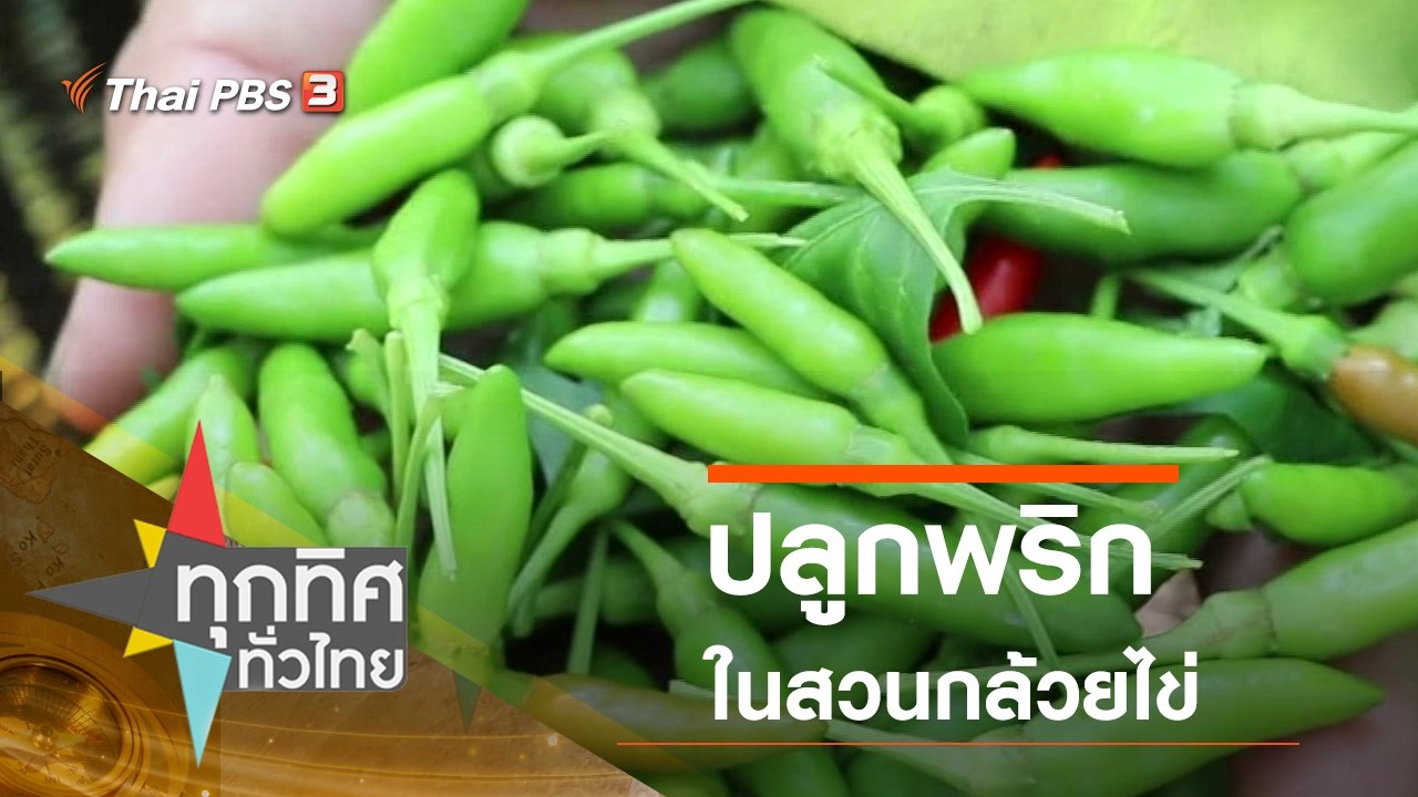 ปลูกพริกในสวนกล้วยไข่