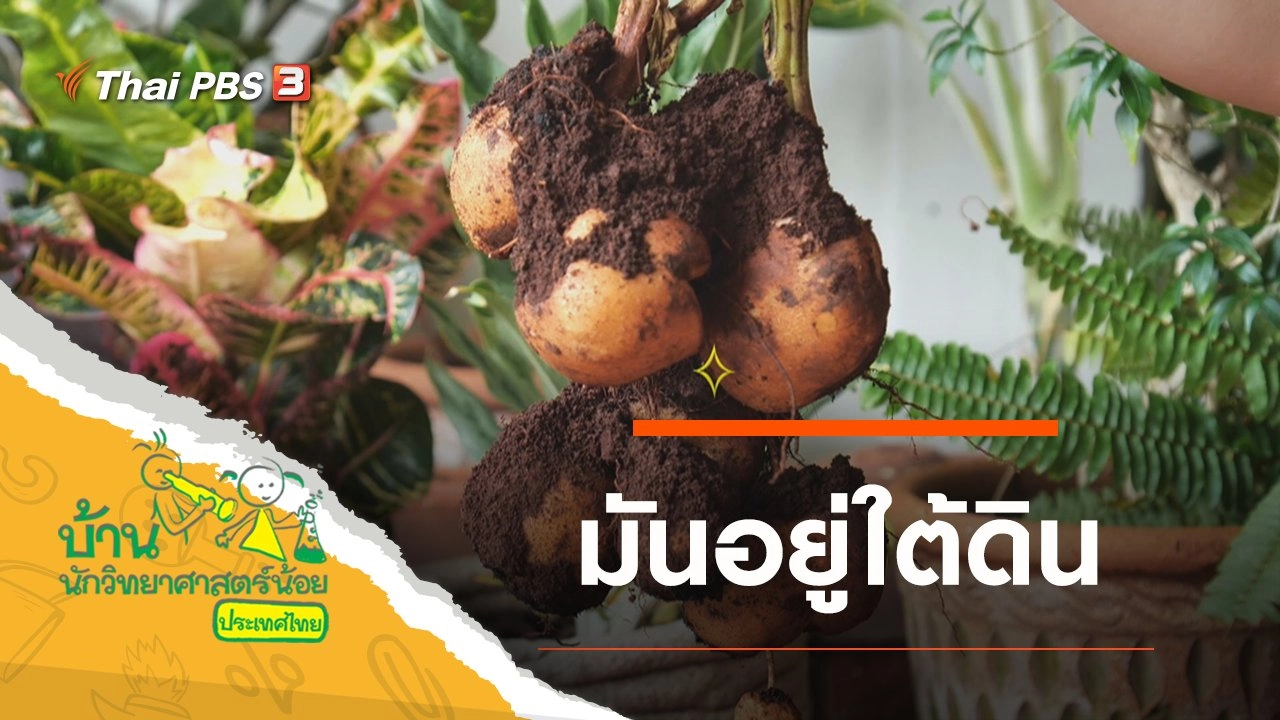 มันอยู่ใต้ดิน