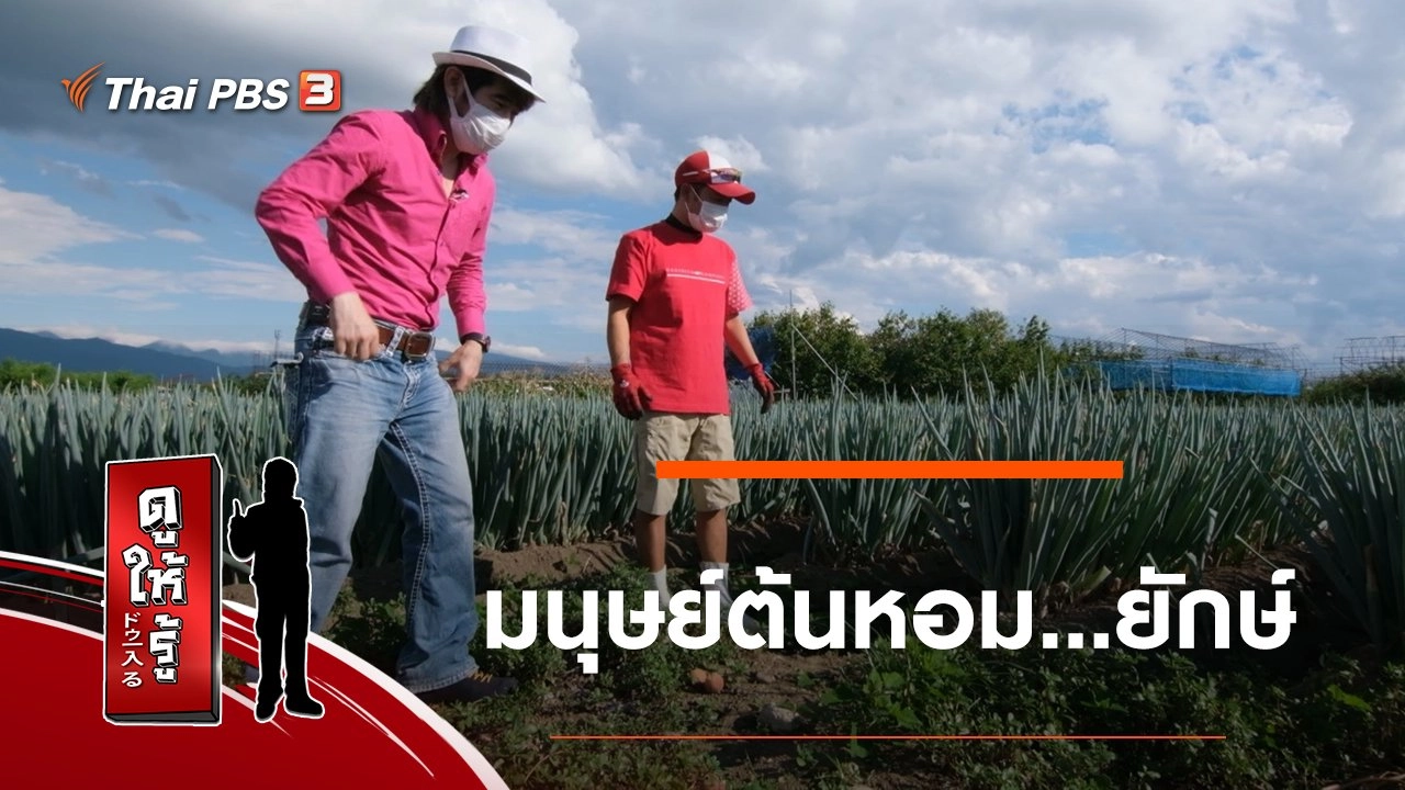 มนุษย์ต้นหอม...ยักษ์