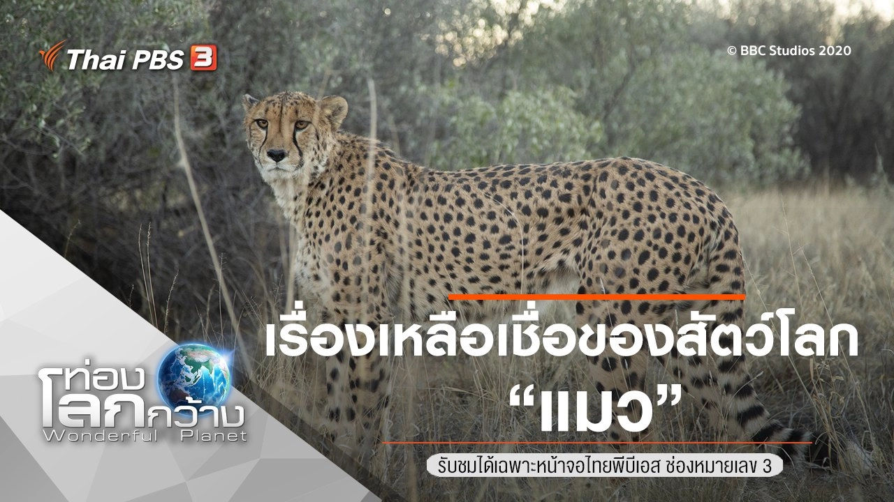 เรื่องเหลือเชื่อของสัตว์โลก ตอน แมว