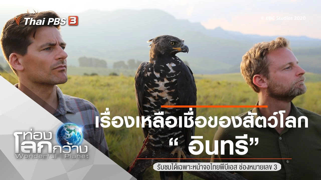 เรื่องเหลือเชื่อของสัตว์โลก ตอน อินทรี