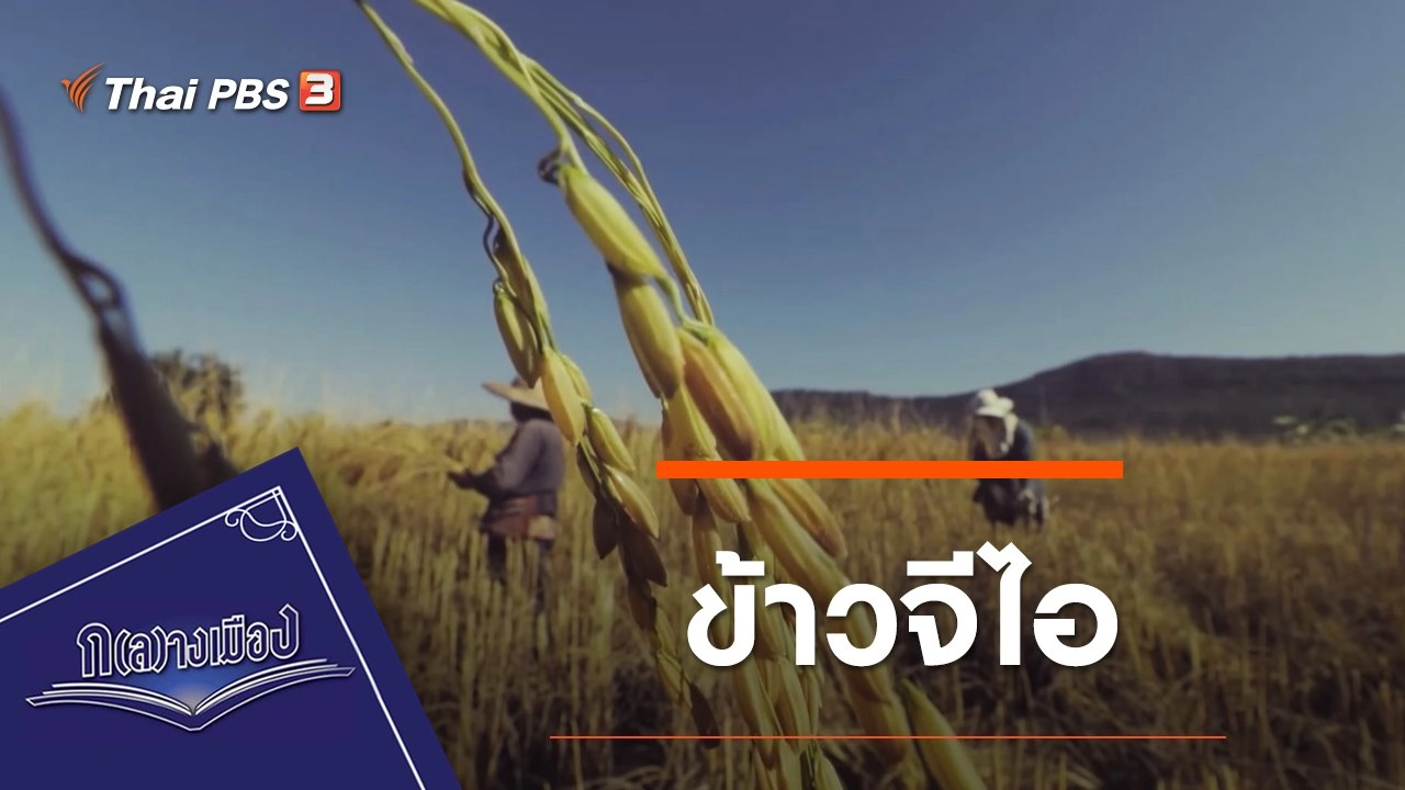 ข้าวอีสาน : ข้าวจีไอ