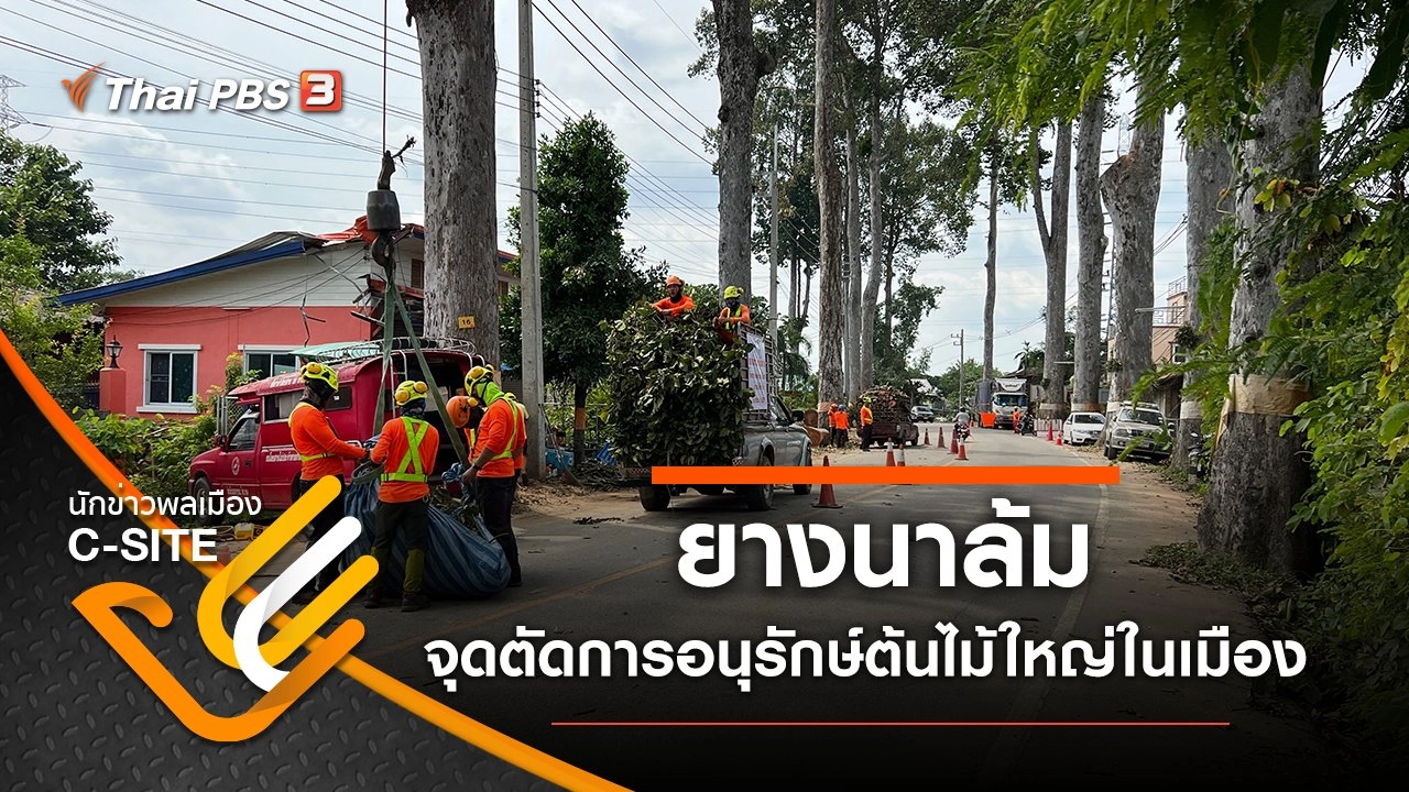 ​ยางนาล้ม จุดตัดการอนุรักษ์ต้นไม้ใหญ่ในเมือง