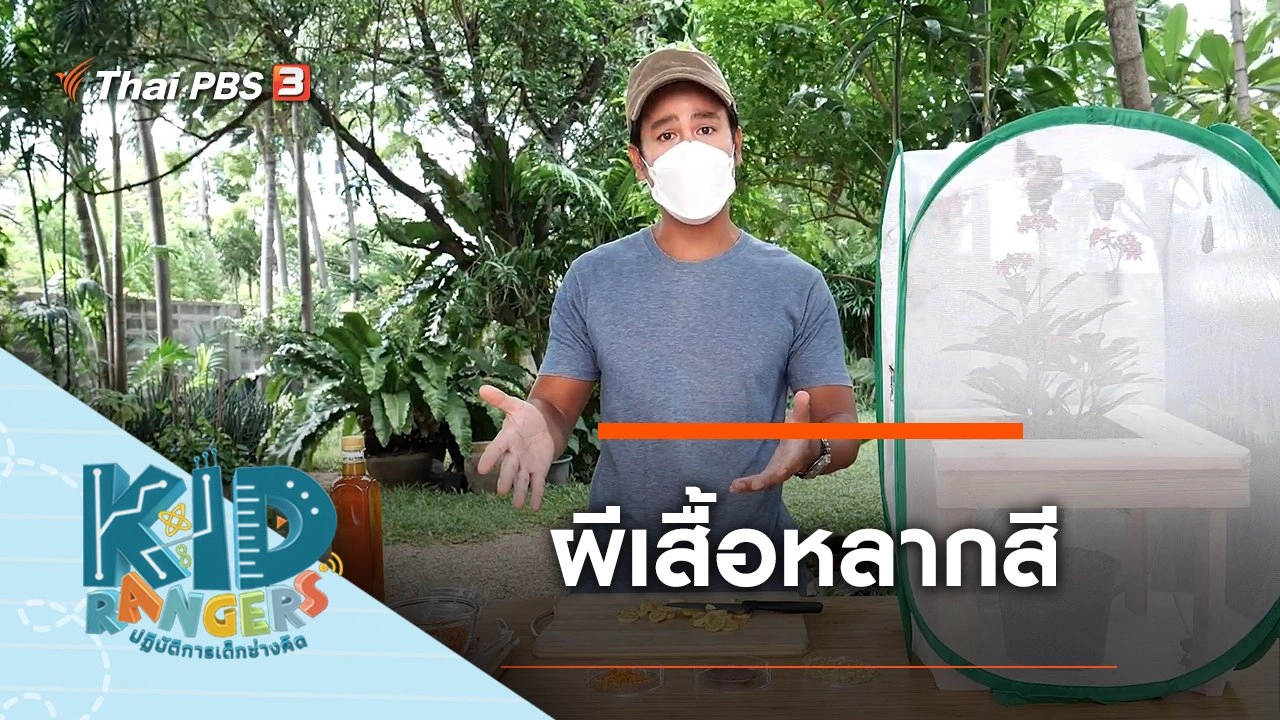 ผีเสื้อหลากสี