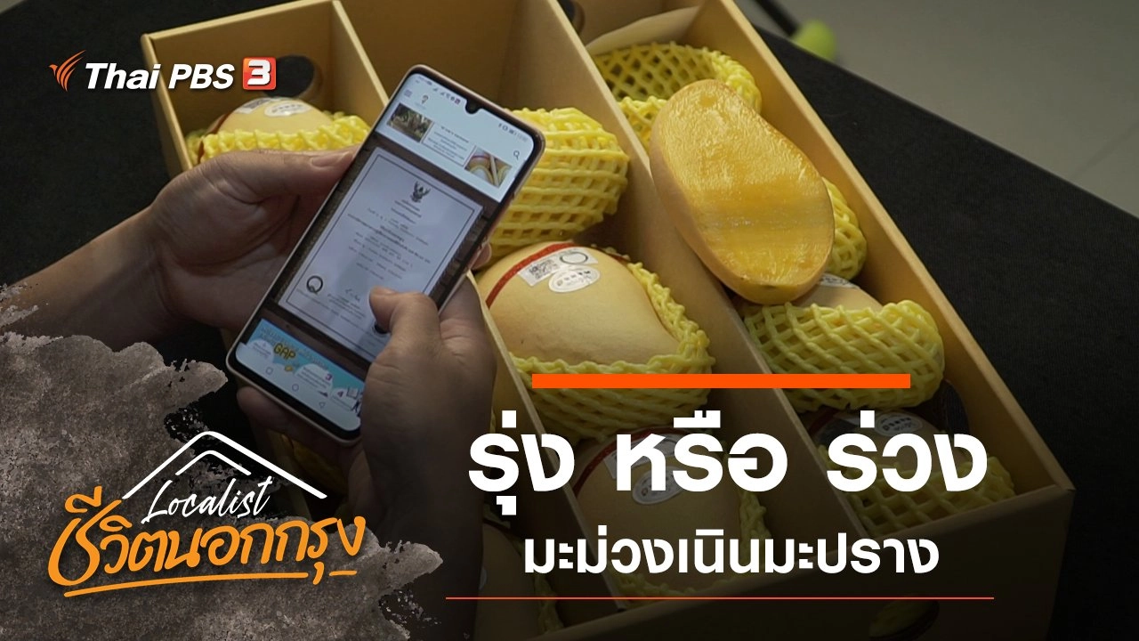 รุ่ง หรือ ร่วง มะม่วงเนินมะปราง