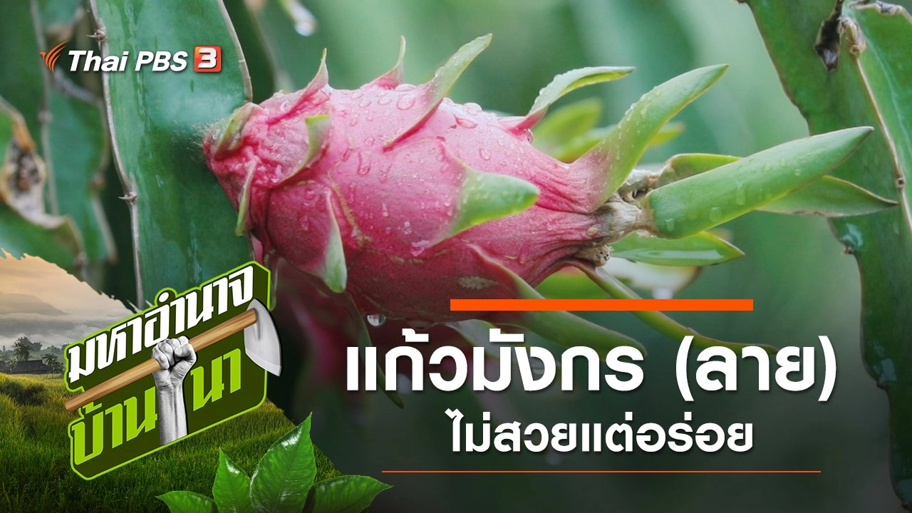 แก้วมังกร (ลาย) ไม่สวยแต่อร่อย