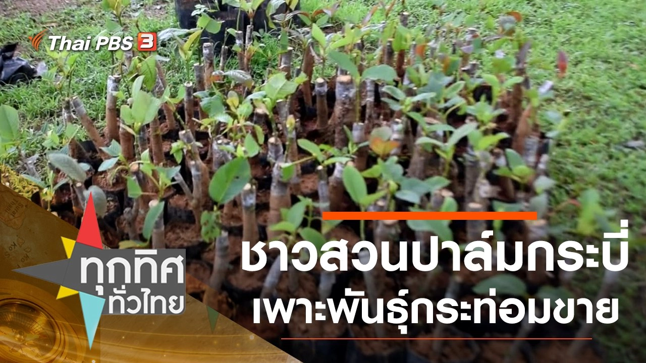 ชาวสวนปาล์มกระบี่เพาะพันธุ์กระท่อมขาย