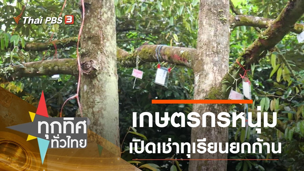 เกษตรกรหนุ่มเปิดเช่าทุเรียนยกก้าน