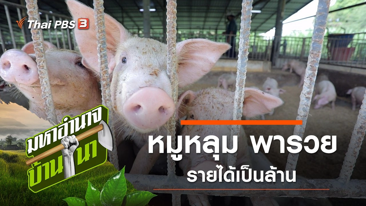 หมูหลุม พารวย รายได้เป็นล้าน