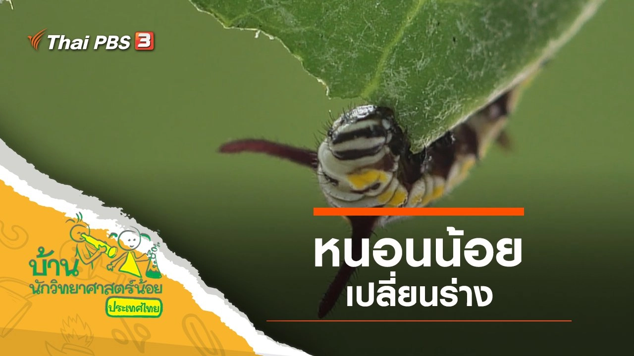 หนอนน้อยเปลี่ยนร่าง