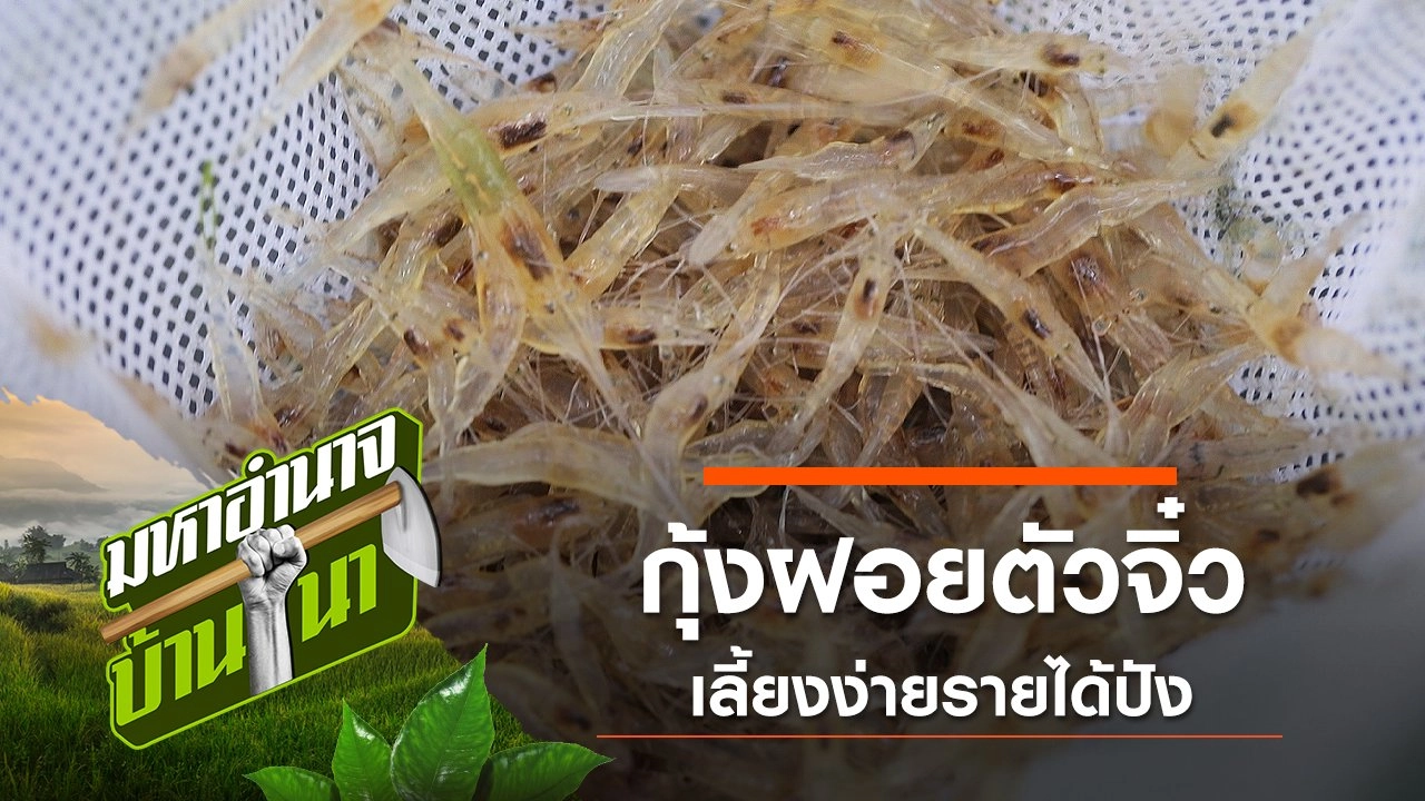 กุ้งฝอยตัวจิ๋ว เลี้ยงง่ายรายได้ปัง
