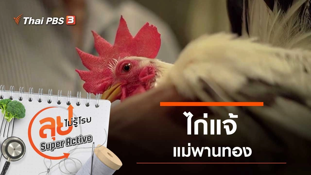 ไก่แจ้แม่พานทอง