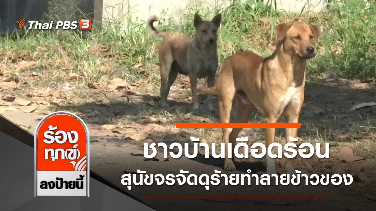 ชาวบ้านเดือดร้อนสุนัขจรจัดดุร้ายทำลายข้าวของ จ.อุดรธานี