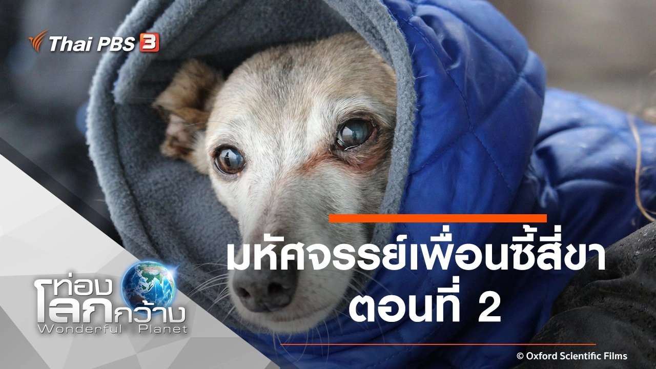 มหัศจรรย์เพื่อนซี้สี่ขา ตอนที่ 2