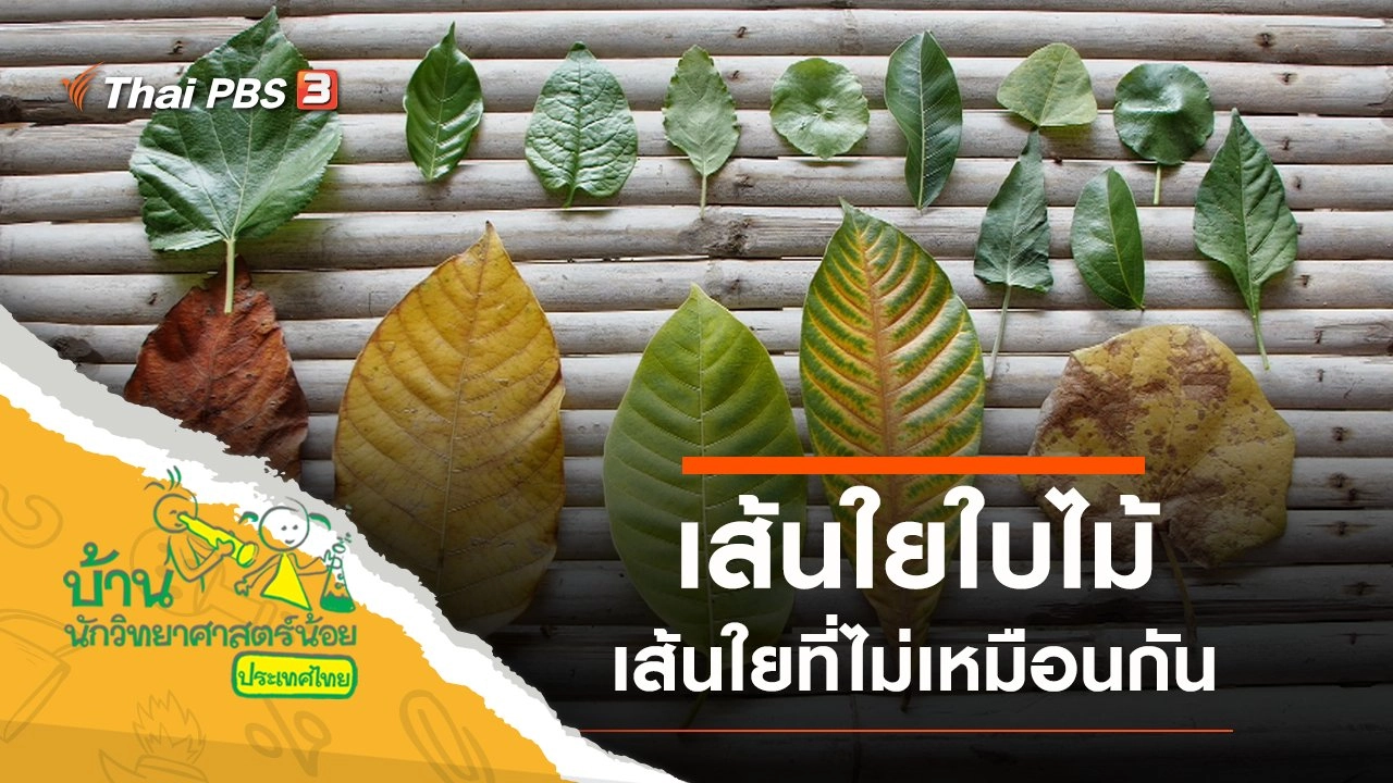 เส้นใยใบไม้