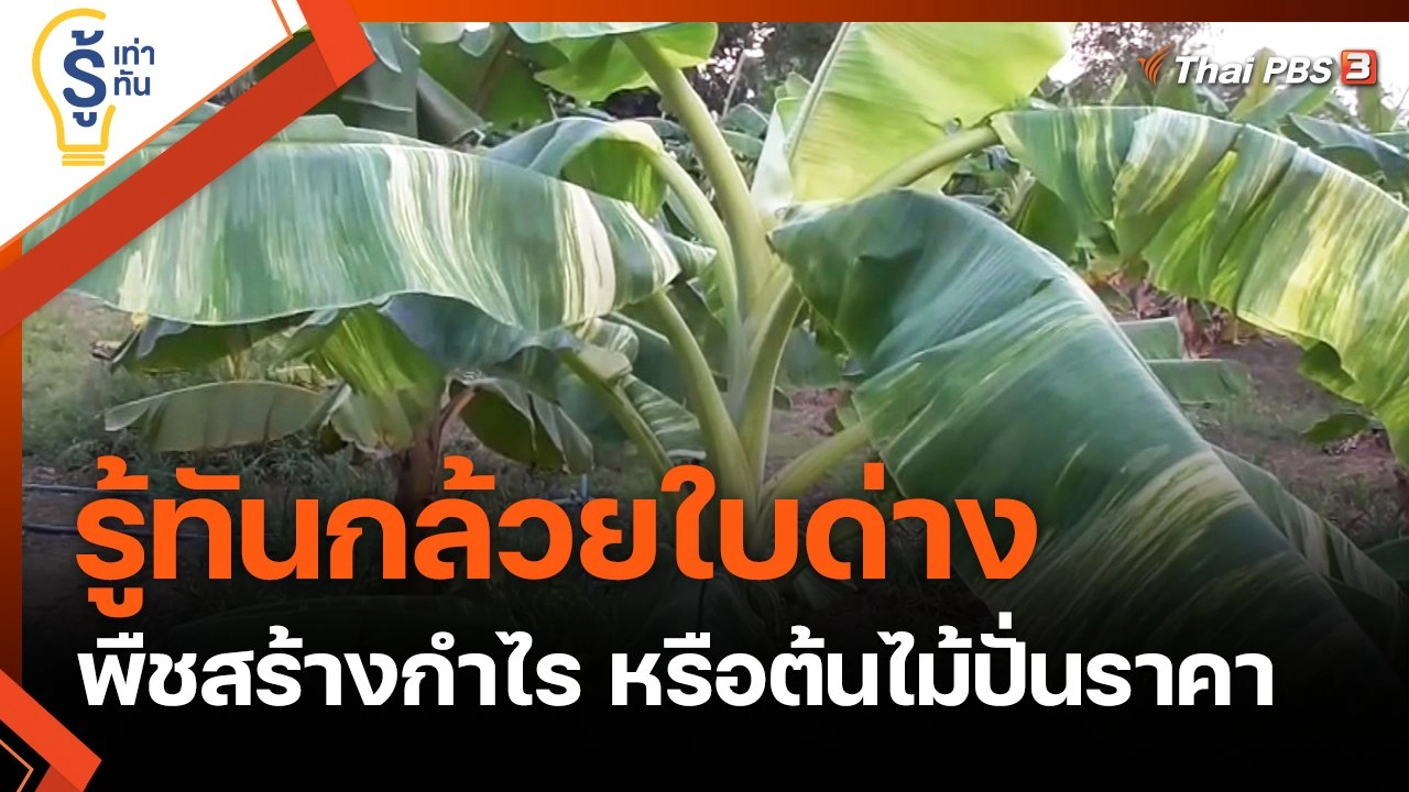 รู้ทันกล้วยใบด่าง พืชสร้างกำไร หรือต้นไม้ปั่นราคา