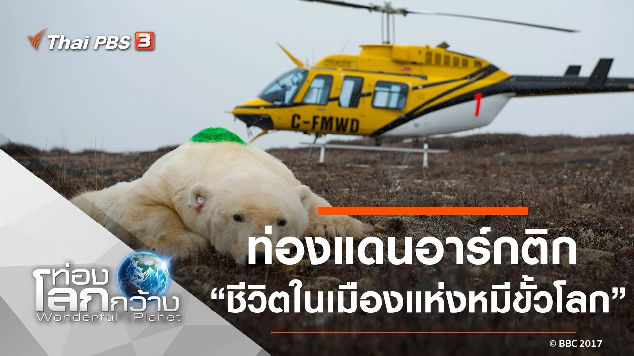 ท่องแดนอาร์กติก ตอน ชีวิตในเมืองแห่งหมีขั้วโลก