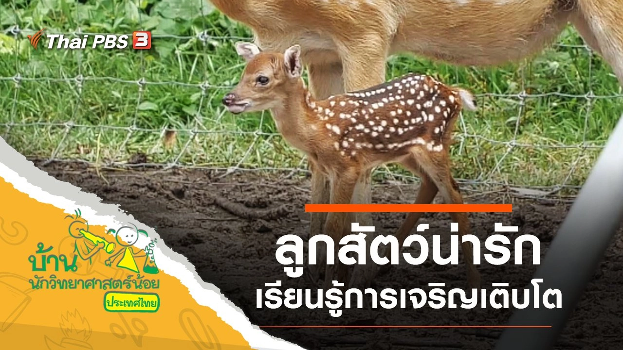 ลูกสัตว์น่ารัก