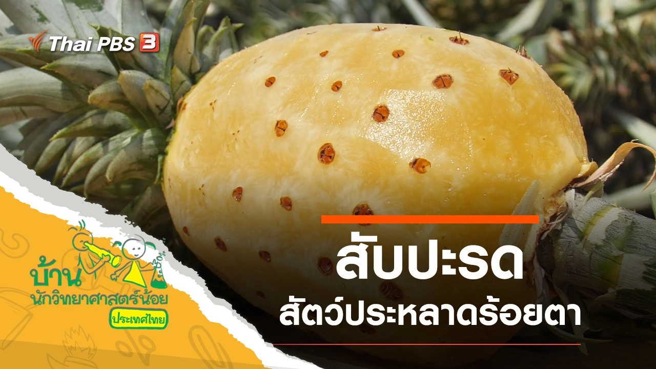 สัตว์ประหลาดร้อยตา (สับปะรด)