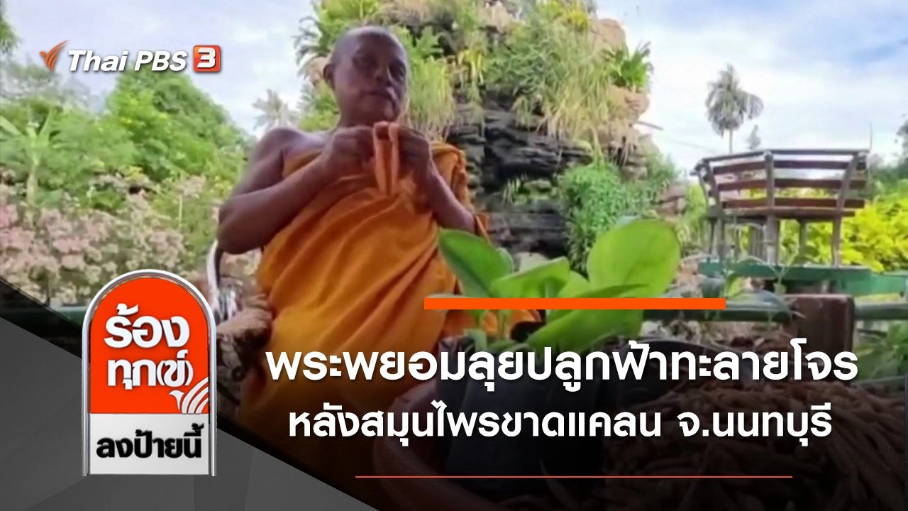 พระพยอมลุยปลูกฟ้าทะลายโจร หลังสมุนไพรขาดแคลน จ.นนทบุรี