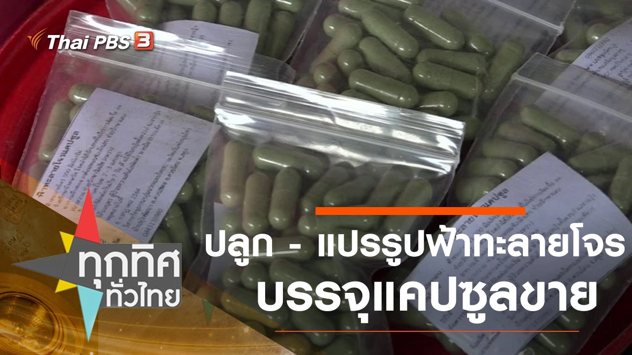 ปลูก - แปรรูปฟ้าทะลายโจรบรรจุแคปซูลขาย