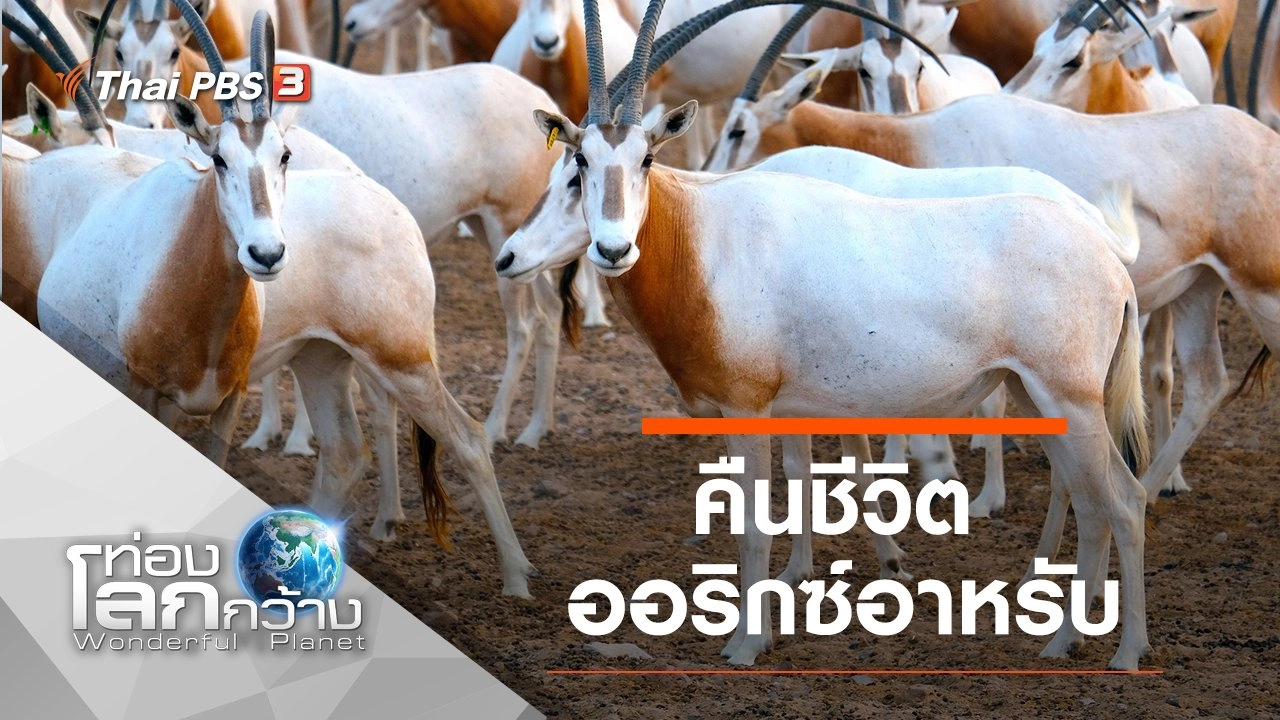 คืนชีวิตออริกซ์อาหรับ