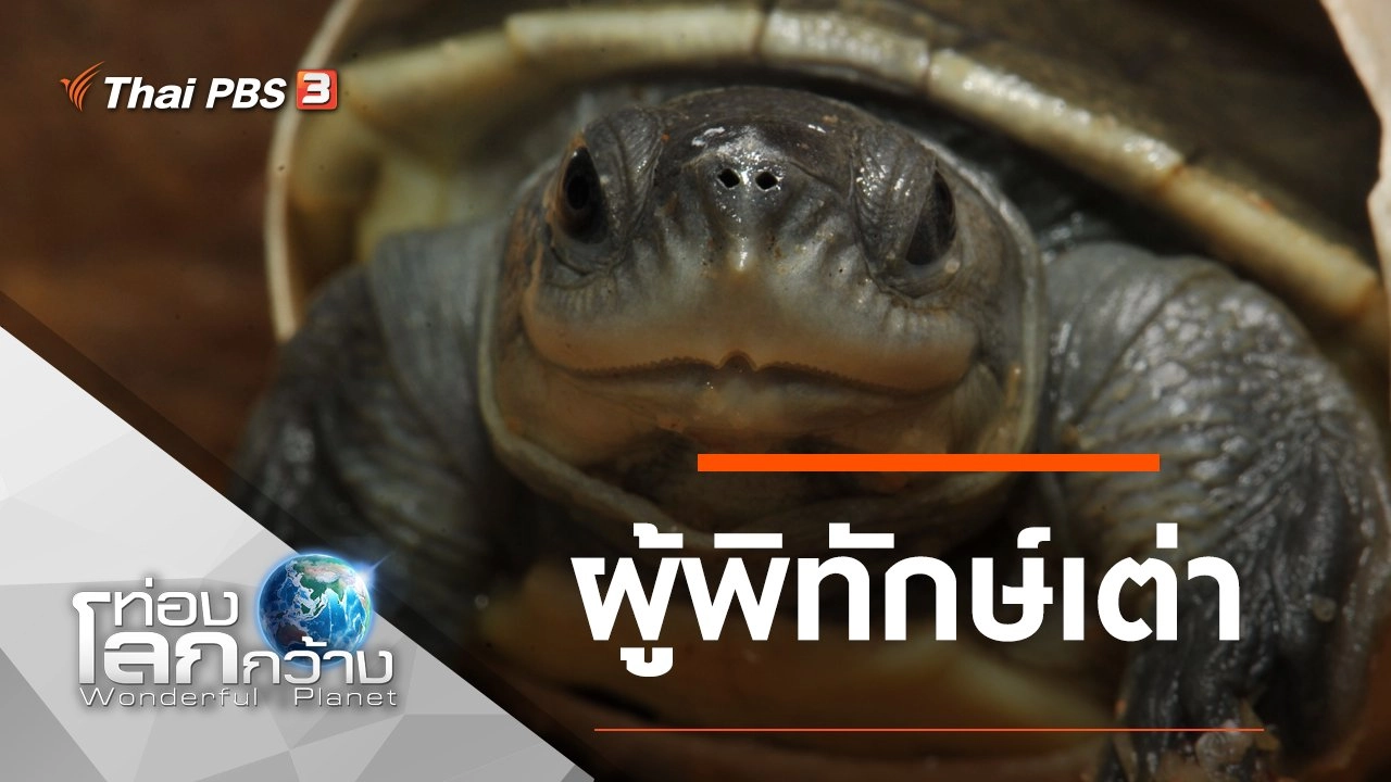 ผู้พิทักษ์เต่า