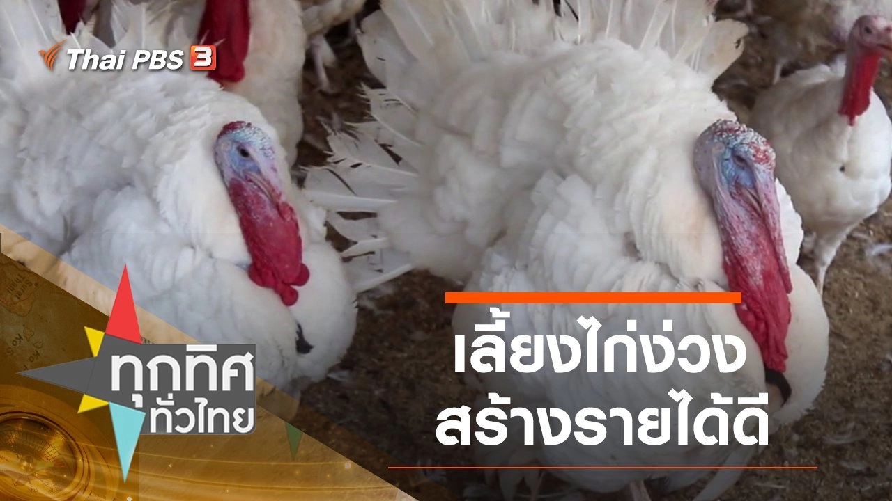 เลี้ยงไก่ง่วงสร้างรายได้ดี