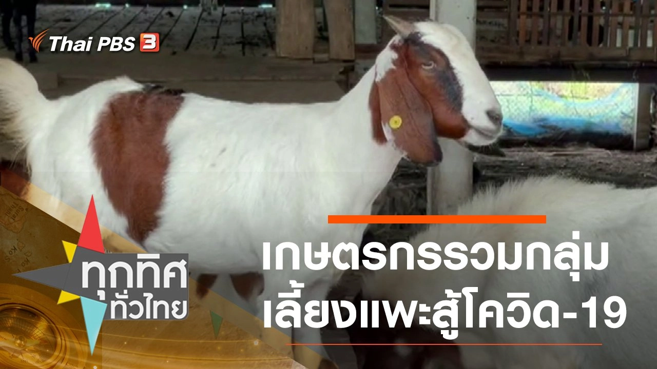 เกษตรกรรวมกลุ่มเลี้ยงแพะสู้โควิด-19