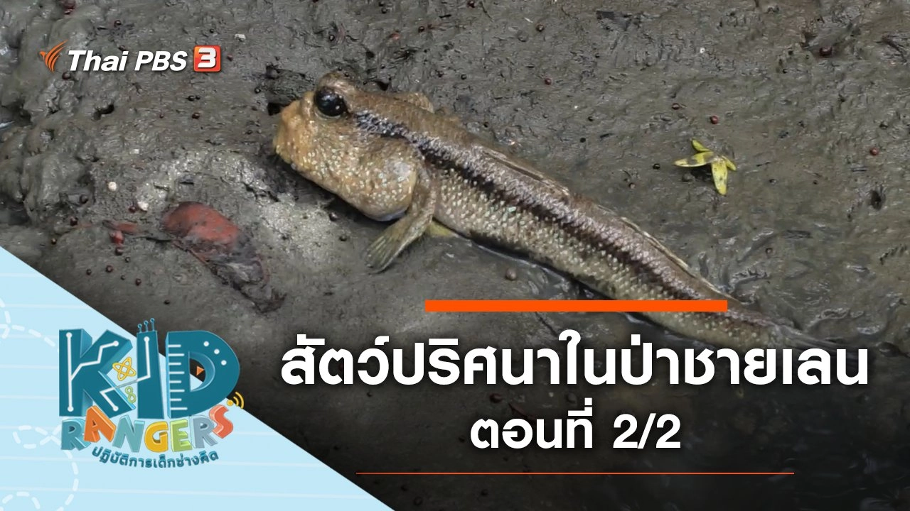 สัตว์ปริศนาในป่าชายเลน : ตอนที่ 2/2