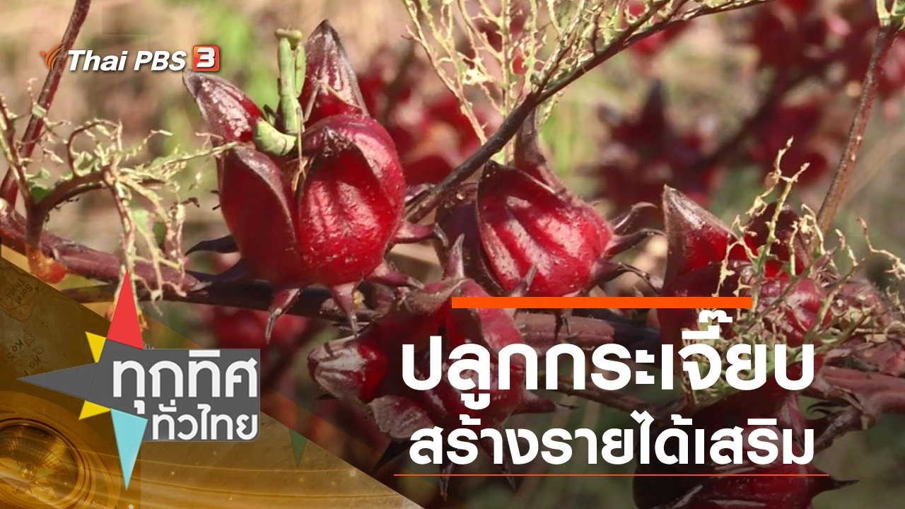 ปลูกกระเจี๊ยบสร้างรายได้เสริม