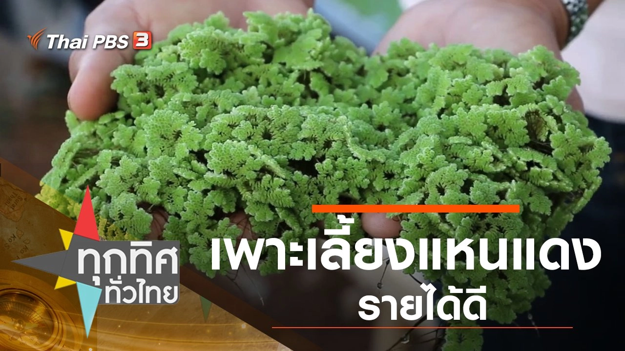 เพาะเลี้ยงแหนแดงรายได้ดี